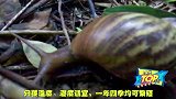 你没见过的世界上最大的蜗牛，红烧好还是清蒸好？