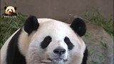熊猫桃浜认真思考熊生，呆萌表情可爱得一塌糊涂，太漂亮了吧！