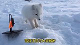 雪狐为了食物，努力讨好人类