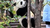 熊猫：小熊猫真厉害，硬是爬上了1米多的树上吃树叶