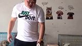 如何教狗狗叼篮子！第二步哈士奇 二哈 21天volg挑战 宠物 遵义大凤冈 涛哥宠物训练工作室