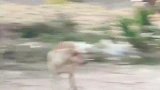 主人把橘猫装扮成猴子，还逼迫它吃香蕉，猫-我不要面子啊