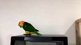 网友拍的自家鹦鹉干啥啥不行，制造噪音第一名