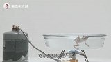 “温水煮青蛙”是真的吗？老外亲自做实验，原来我们被骗了十几年