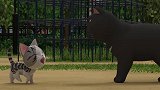 甜甜私房猫：小奇被黑猫叼走 放开猫让我来