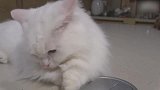 雪白小猫咪上线，这表情好可爱，想养一只一样的了！