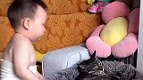 小猫被小主人欺负不敢反击，动手家就没了