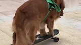这只金毛好厉害，出门都是滑着滑板，真逗！