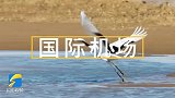#视听中国 #第三届美好山东短视频大赛 一等奖：山东首个！黄河口候鸟栖息地成功入选世界自然遗产
