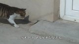老鼠被猫咪追捕突然倒地装死，网友：这演技堪称影帝级表演