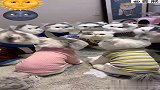 猫咪懵逼了，嗯呀！我这是怎么了，这是怎么回事啊？