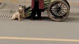 狗子：家里甘蔗熟了，陪我奶奶来卖甘蔗！