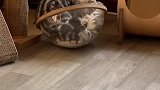 两只大公猫翻了床，为了抢个玩具，谁都不让谁！