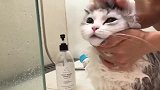 这小家伙乖巧的坐在地上洗澡，表情太可爱了，好软萌啊