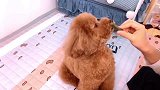 这么聪明的泰迪狗狗，简直太厉害了吧，真可爱了