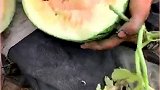 这样的西瓜你们见过吗，瓜瓤是白色的，吃起来比红色的还甜！