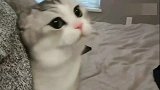 这只猫太会撩了！大眼睛太萌了！