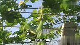 早上起床来到院子，就发现螳螂这样了，这是为什么呀