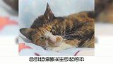 为什么，猫咪吃完饭舔自己？又涨知识了