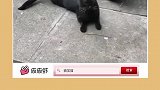 哈哈气场强大到把带纹身的猫都吓跑了