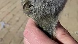 猜猜这是啥小萌宠