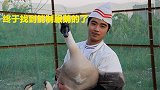 脾气暴躁的大鹅，却被半岁大的狗狗管得服服贴贴，真让人惊奇！