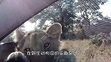 狮子不满被围观，上前一拳朝着车窗打去，狮子：你瞅啥啊！