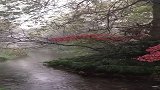 烟雨朦胧的杭州美景，人间仙境，世外桃源也不过如此