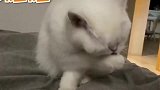 猫咪：睡觉都要猫催，能不能让本喵少操点心