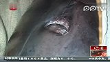 南京明星海豚误吞皮球49小时后手术成功取出