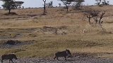 猪老大做什么事一定要动脑！