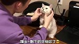 跟主人相处默契的猫是怎么样的？