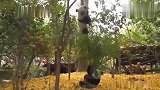 熊猫：小树为何咔咔作响好险