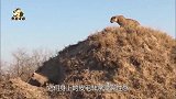 被花豹盯上后死路一条，干掉一头野猪只需要三秒钟