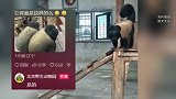 北京一“络腮胡子猴”走红,异域风情拉满,“屁股”发型笑翻网友