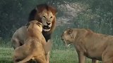 母狮大战雄狮，打的这么狠