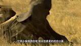 狮子按住落单小象，突然感觉背后有异常，扭头一看吓得腿软！