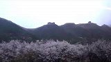 今天是另一辆火车～通往花海的火车！