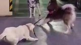 二哈嚣张对峙阿拉斯加，一看无狗拉架后秒怂
