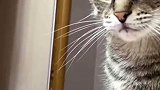 猫咪看见吃榴莲，脸上的表情耐人寻味