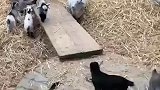 农场里一群小山羊对一块倾斜的木板当成滑梯