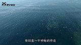鲨鱼在它面前不堪一击，是一种远古鱼类，到底是何方神圣
