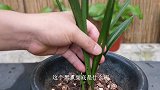 兰花叶片为什么会出现黑点呢？既影响美观，还影响生长！