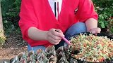 来吧朋友们，今天来个酸香海螺