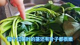 红薯叶这样做太好吃了，开胃又解馋，口感鲜嫩