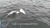 黄鼠狼也有天敌？被抓住后逃跑的机会都没有，直接被“秒杀”！