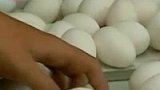 美国召回5.5亿枚感染病菌鸡蛋 逾千人确认染病-8月24日