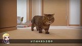 猫咪过路障红线，居然轻松过关简直厉害了，镜头记录全部