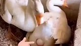 这年头老虎都有假货啊！