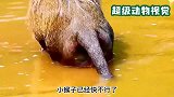 猴妈把猴崽淹死在水里，小猴子拼命挣扎，真是太残忍了